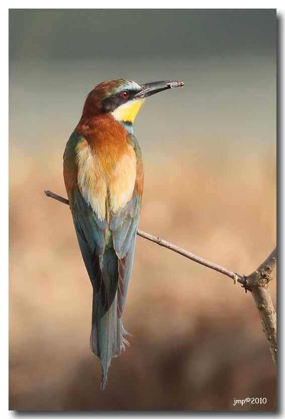 European Bee-eater