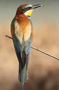 European Bee-eater