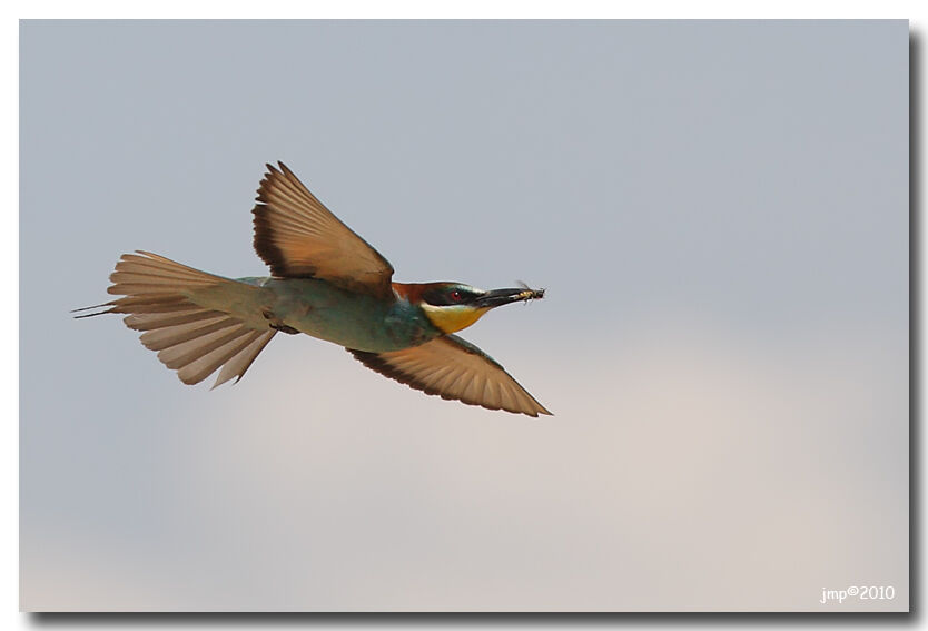 European Bee-eater