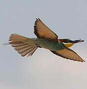 European Bee-eater