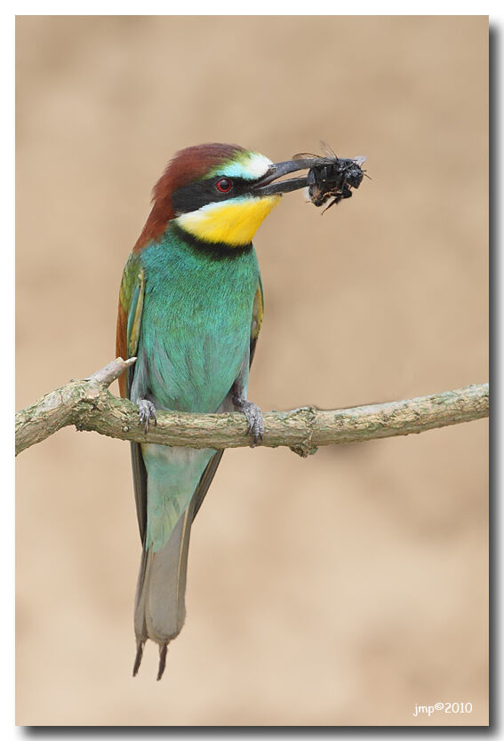 European Bee-eater