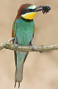 European Bee-eater