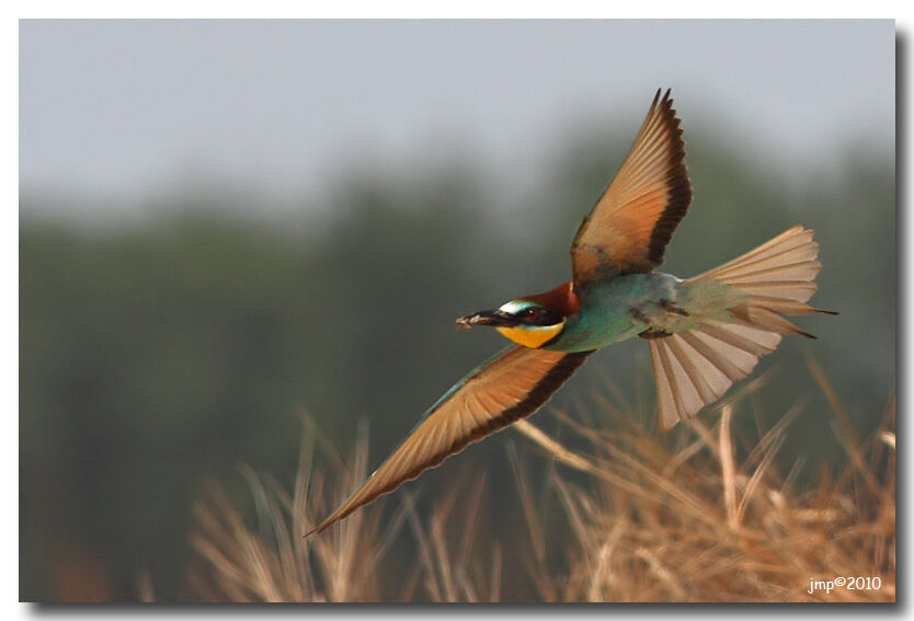 European Bee-eater