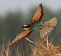 European Bee-eater