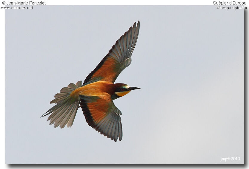 European Bee-eater