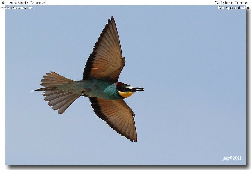 European Bee-eater