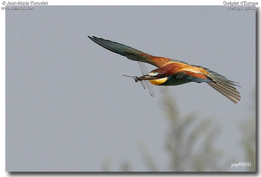 European Bee-eater