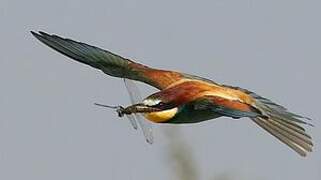 European Bee-eater