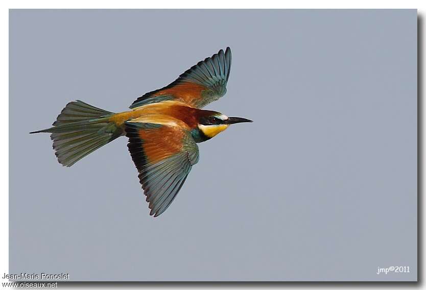 European Bee-eateradult, Flight