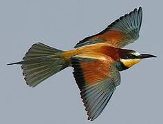 European Bee-eater