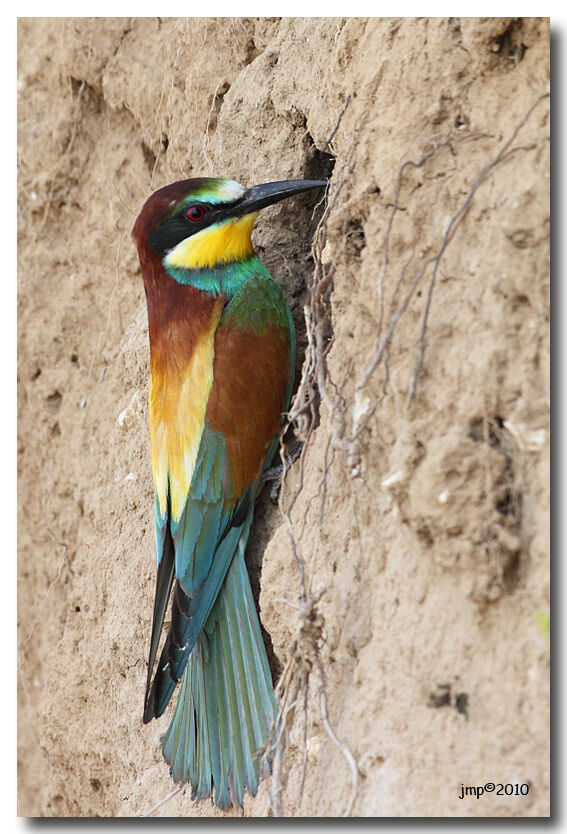 European Bee-eater