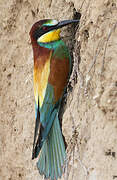 European Bee-eater