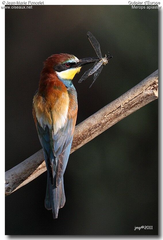 European Bee-eater