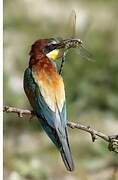 European Bee-eater