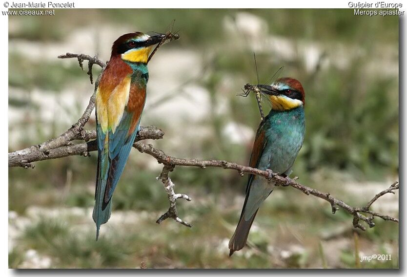 European Bee-eater