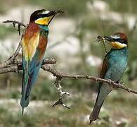 European Bee-eater