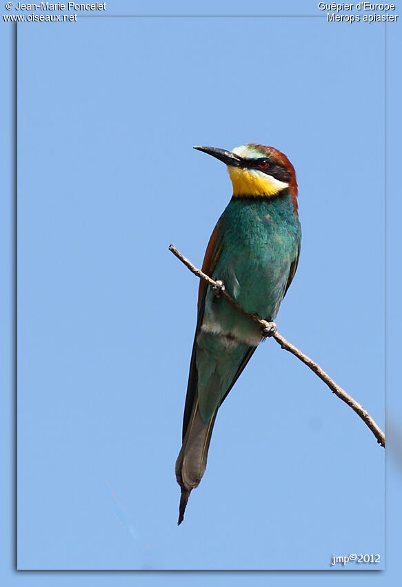 European Bee-eater