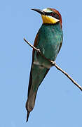 European Bee-eater