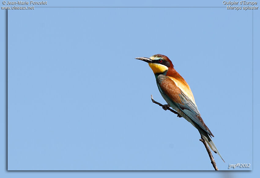 European Bee-eater