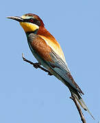 European Bee-eater