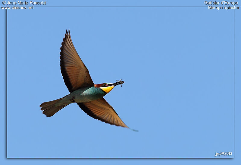 European Bee-eater