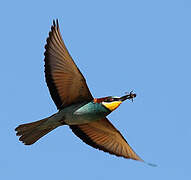 European Bee-eater