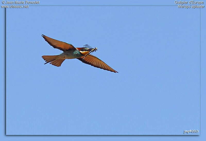 European Bee-eater