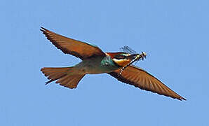 European Bee-eater