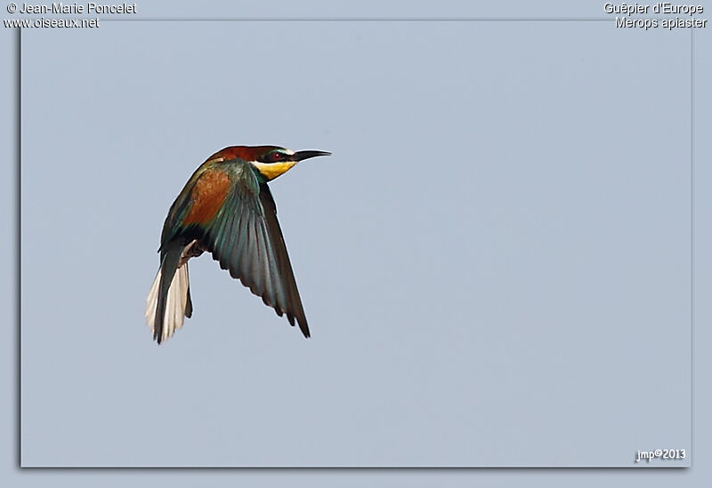 European Bee-eater