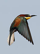 European Bee-eater