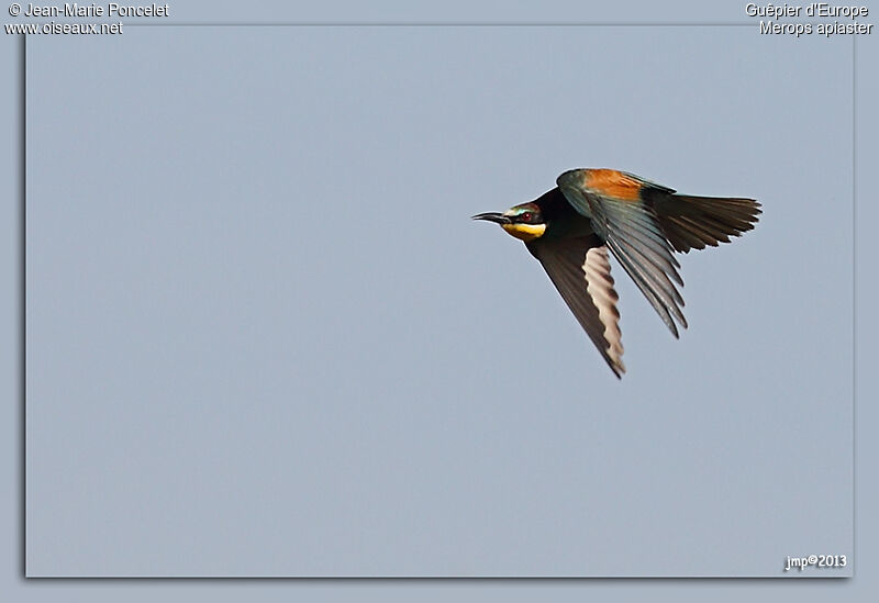 European Bee-eater