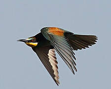 European Bee-eater