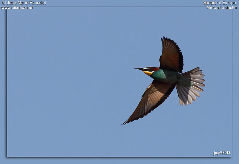 European Bee-eater