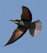 European Bee-eater