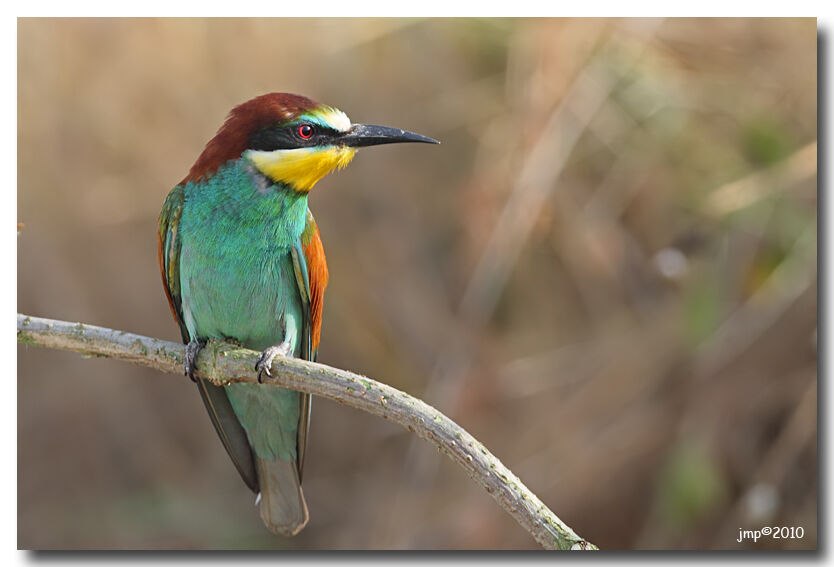 European Bee-eater