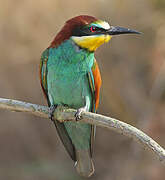 European Bee-eater