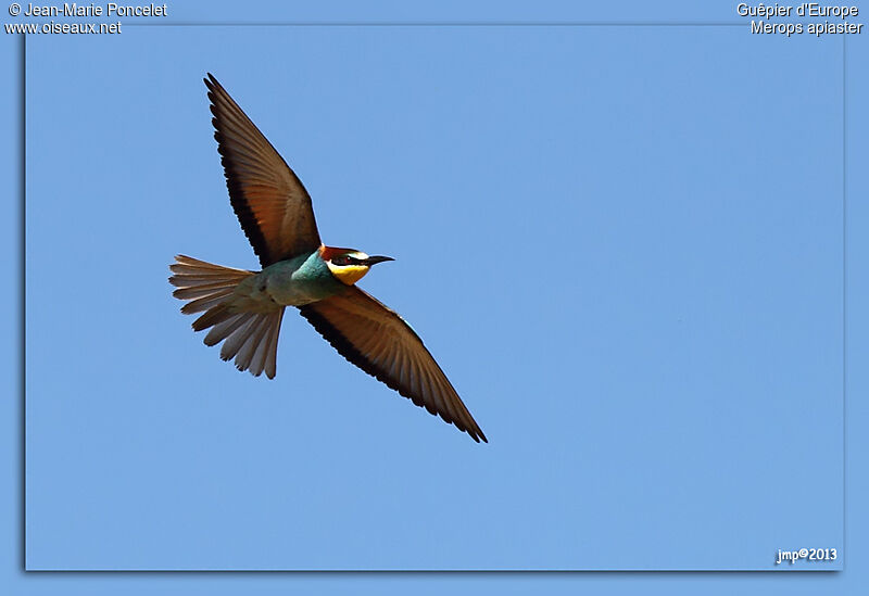 European Bee-eater