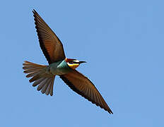 European Bee-eater