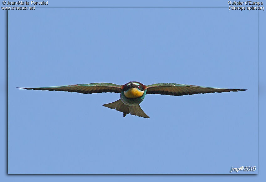 European Bee-eater