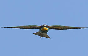 European Bee-eater