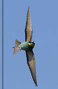 European Bee-eater