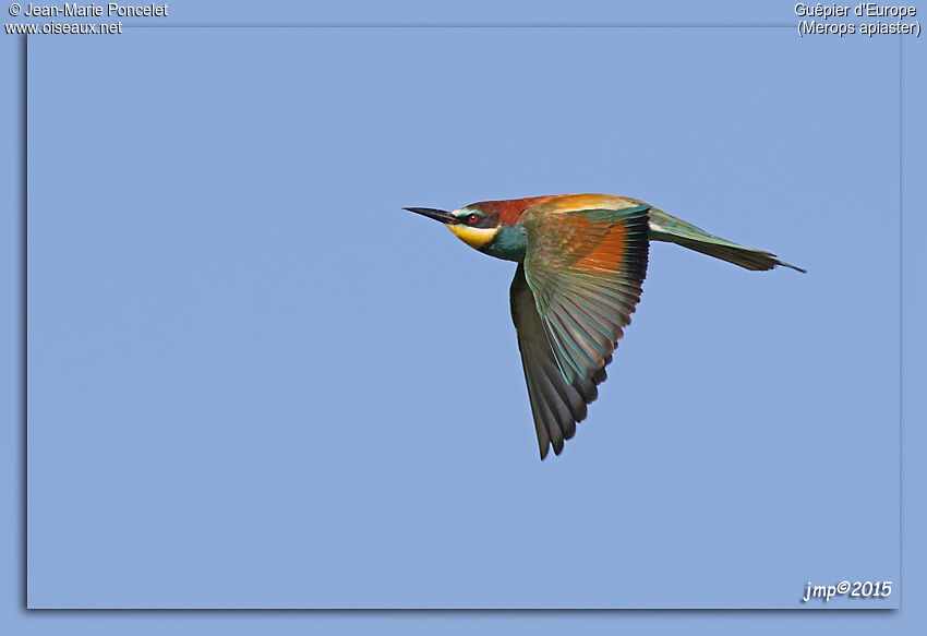 European Bee-eater