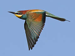 European Bee-eater