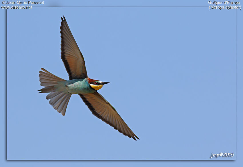 European Bee-eater