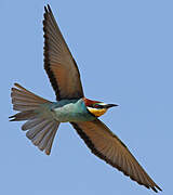 European Bee-eater