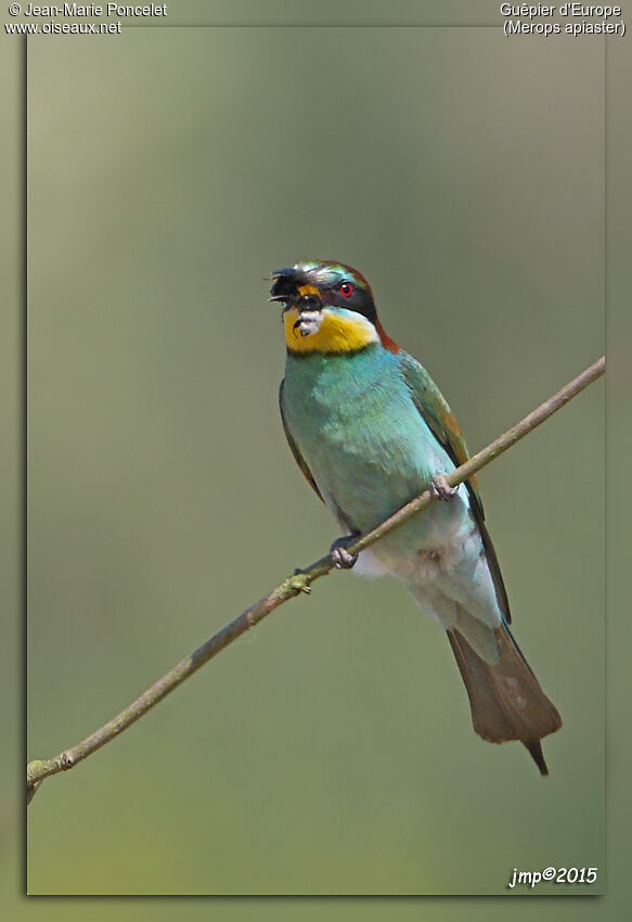 European Bee-eater