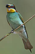 European Bee-eater