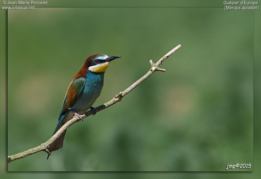 European Bee-eater