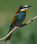 European Bee-eater