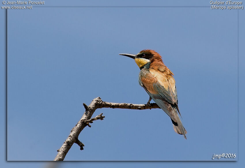 European Bee-eater